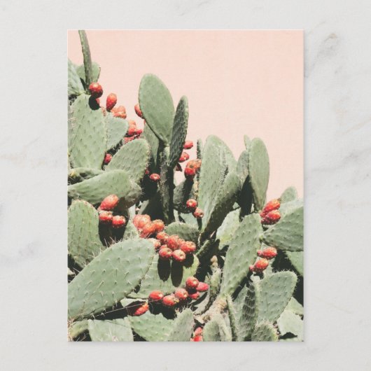 Carte Postale Prickley Pear Cactus (Devant)