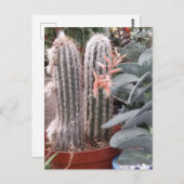 Carte Postale Prickly Cactus (Devant / Derrière)