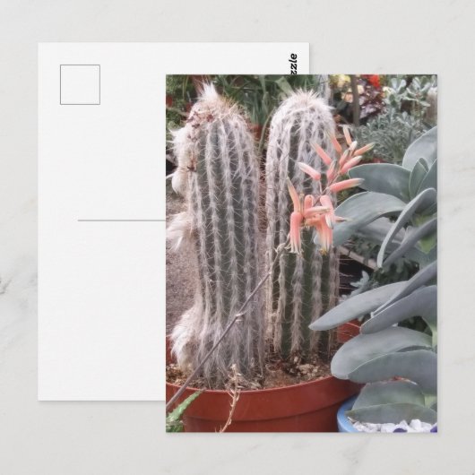 Carte Postale Prickly Cactus (Devant / Derrière)