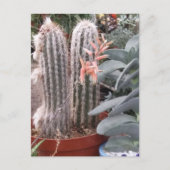 Carte Postale Prickly Cactus (Devant)