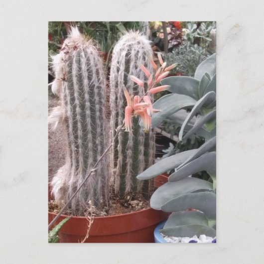 Carte Postale Prickly Cactus (Devant)