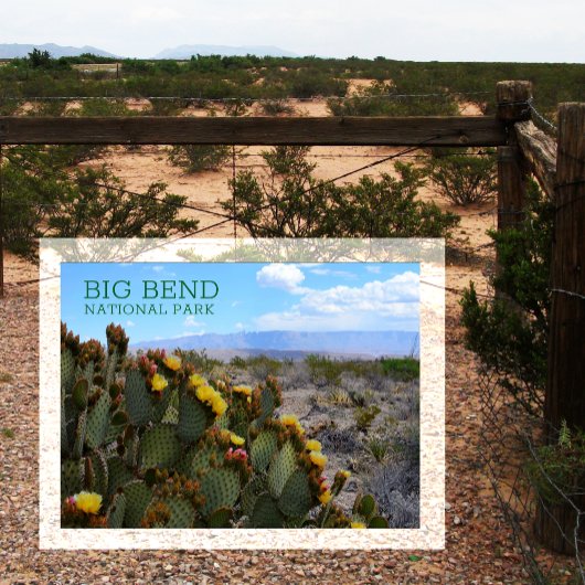Carte Postale Prickly Pear, Blossom, Sierra del Carmen, Big Bend