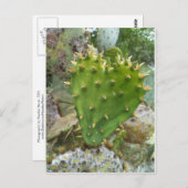 Carte Postale Prickly Pear Cactus (Devant / Derrière)
