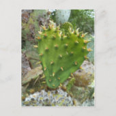 Carte Postale Prickly Pear Cactus (Devant)
