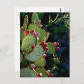 Carte Postale Prickly Pear Cactus (Devant / Derrière)