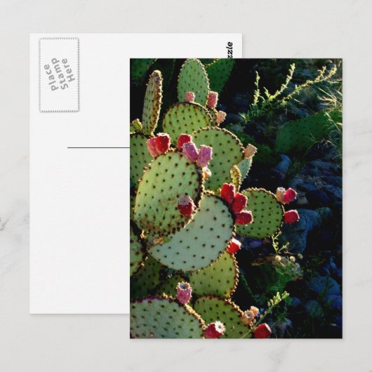 Carte Postale Prickly Pear Cactus (Devant / Derrière)