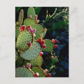 Carte Postale Prickly Pear Cactus (Devant)
