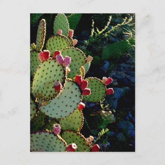 Carte Postale Prickly Pear Cactus (Devant)