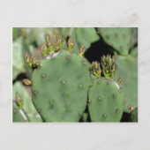 Carte Postale Prickly Pear Cactus Nature (Devant)