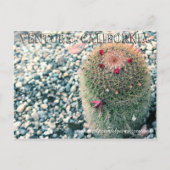 Carte Postale Prickly Ventura (Devant)