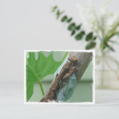 Carte Postale Prier Insecte Mantis (Debout devant)