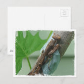 Carte Postale Prier Insecte Mantis (Devant / Derrière)