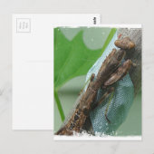 Carte Postale Prier Insecte Mantis (Devant / Derrière)