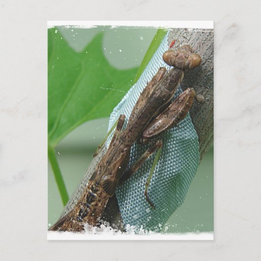 Carte Postale Prier Insecte Mantis (Devant)