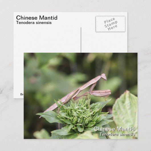 Carte Postale Prier Mantis (Devant / Derrière)