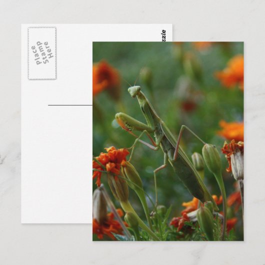 Carte Postale Prier Mantis (Devant / Derrière)