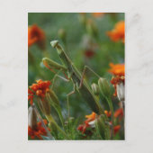 Carte Postale Prier Mantis (Devant)