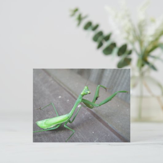 Carte Postale Prier Mantis (Debout devant)