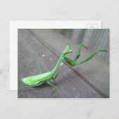 Carte Postale Prier Mantis (Devant / Derrière)