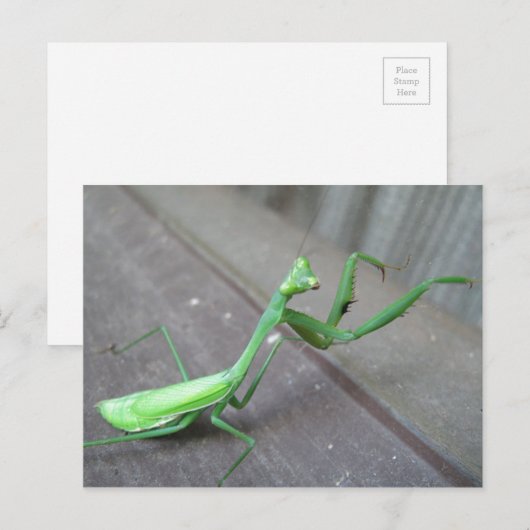 Carte Postale Prier Mantis (Devant / Derrière)