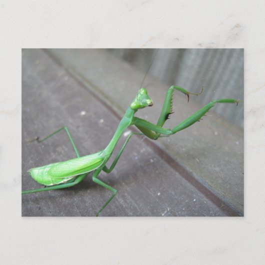 Carte Postale Prier Mantis (Devant)
