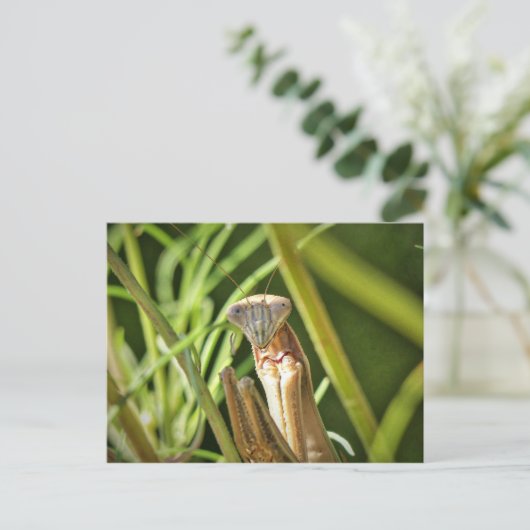 Carte Postale Prier Mantis (Debout devant)