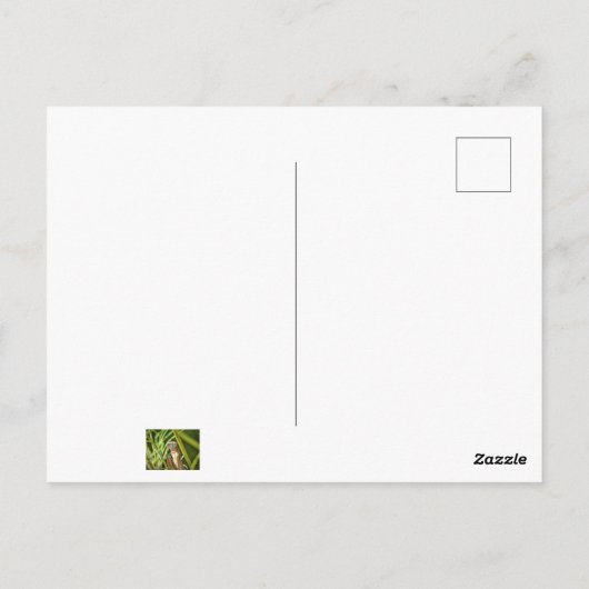 Carte Postale Prier Mantis (Dos)