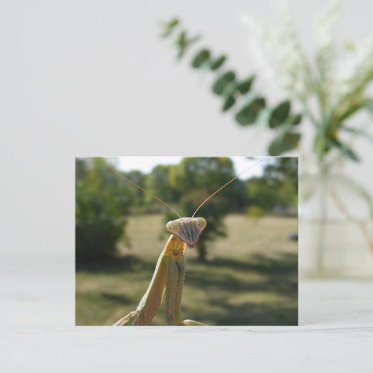 Carte Postale Prier Mantis (Debout devant)