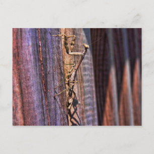 Carte Postale Prier Mantis