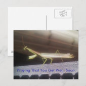 Carte Postale Prier Mantis (Devant / Derrière)