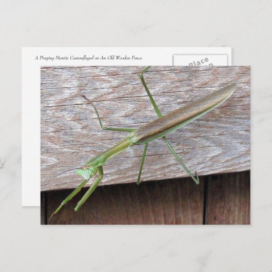 Carte Postale Prier Mantis (Devant / Derrière)