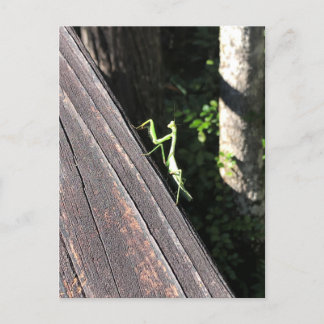 Carte Postale Prier Mantis