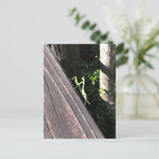 Carte Postale Prier Mantis (Debout devant)