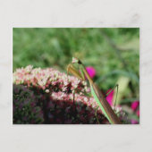 Carte Postale Prier Mantis Nature Photocard Postcard (Devant)