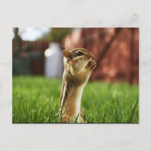 Carte Postale Prière Chipmun