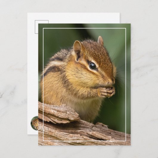 Carte Postale Prière Chipmunk (Devant / Derrière)