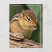 Carte Postale Prière Chipmunk (Devant)
