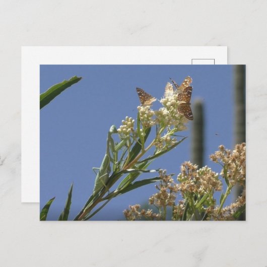 Carte Postale Priez Mantis Chasse Les Papillons (Devant / Derrière)