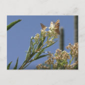 Carte Postale Priez Mantis Chasse Les Papillons (Devant)