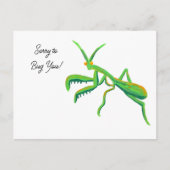 Carte Postale Priez Mantis dans une coutume verte (Devant)
