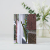 Carte Postale Priez Mantis sur mur de briques (Debout devant)
