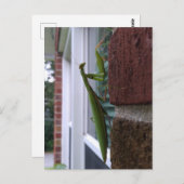Carte Postale Priez Mantis sur mur de briques (Devant / Derrière)