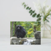 Carte Postale Primate et cascade (Debout devant)