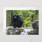 Carte Postale Primate et cascade (Devant / Derrière)