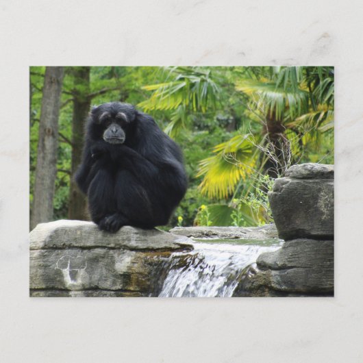 Carte Postale Primate et cascade (Devant)