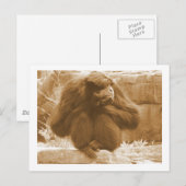 Carte Postale Primate pensif (Devant / Derrière)
