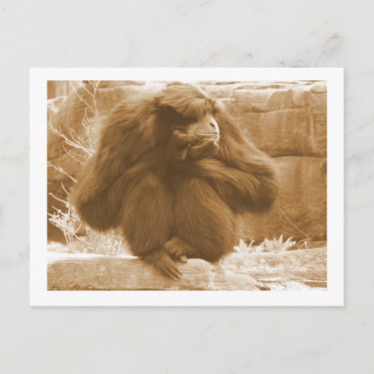 Carte Postale Primate pensif (Devant)