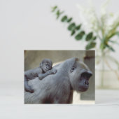 Carte Postale Primates de la vie sauvage (Debout devant)