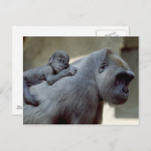 Carte Postale Primates de la vie sauvage (Devant / Derrière)