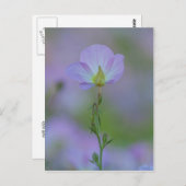 Carte Postale Primevère pourpre (Devant / Derrière)